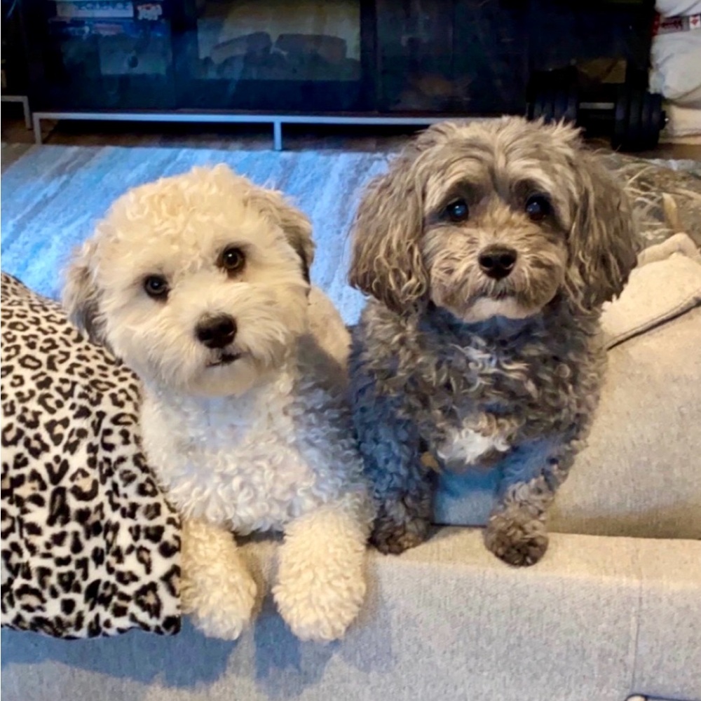 Meet your Posher, Susan